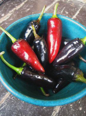 Chiltipin Small,1/3 peppers are red and very hot 50,000-100,000 Scovilles The tiny chili peppers are red to orangered, usually slightly ellipsoidal, and