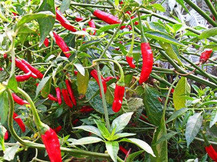 Poblano (65 days) Moderately hot pepper.