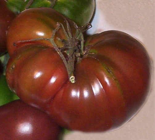 dark brown to purple fruit with deep green shoulders.