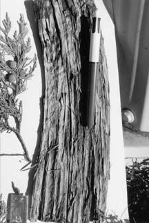 Phytologia (December 2008) 90(3) 281 Juniperus deppeana f. sperryi (Correll) R. P. Adams. Brittonia 25:289 (1973). Sperry s juniper. Type: GH: Isotype: US!