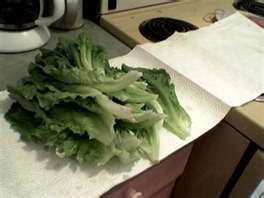 Keep washed and drained greens wrapped in a dry paper towel and refrigerate in a plastic container or a large plastic