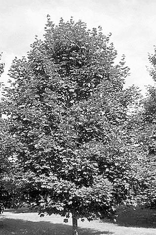 Deborah or Easy Street Norway Maple (Acer platanoides Deborah ) or (Acer platanoides Ezestre ) Spread: 35 Shape: Broadly oval to rounded Foliage: