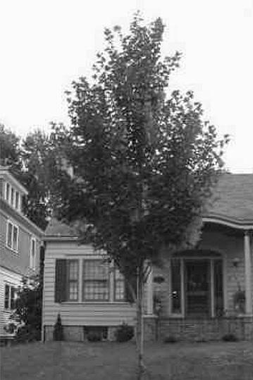Residential District A, choose from these eight street trees, unless lot you are building on fronts a street with a designed street tree pattern