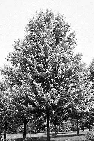 Autumn Blaze Maple (Acer x freemanii) Shape: Upright branching oval Foliage: Medium green Fall