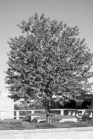 broadly oval Foliage: green ish Flower: white Red Oak (Quercus rubra) Spread: 40 Shape: