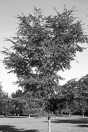 Accolade Elm (Ulmus Accolade ) Height: 50 Shape: Upright arching Foliage: Green allery Pear