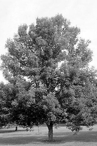 immaron Green Ash (Fraxinus pennsylvanica immzam ) Spread: 25 Shape: Upright oval Foliage: Gloss, dark green Fall olor: Brick red to