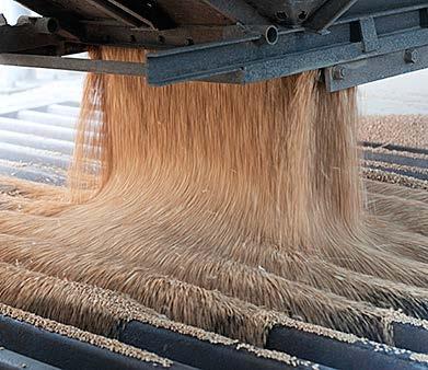 North Dakota farmers harvest an average of 1.2 million acres of durum. Winter Wheat is grown in very small amounts in North Dakota.