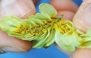 Hops should be dried to 8.5-10.5% moisture Pitfalls when drying Outer bracts dry quickly.