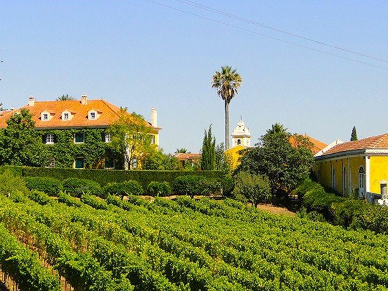 Page 7 of 10 WINE EXPERTS Private visit to Quinta de Sant Ana with Wine producer James Frost Experience a authentic taste of Portugal in a nutshell : the softly rolling hills of vineyards, the