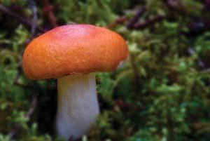 Put simply, most fungi reproduce by spores. Produced sexually and asexually, each microscopic spore has either a male or a female cell inside a protective coating.