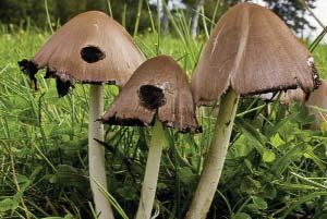 Coprinus atramentarius An inky cap mushroom like the Shaggy Mane, this one grows in grassy fields near ponds.