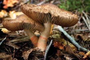Cortinarius armillatus Armillatus means armbanded, a reference to a series of orange-brown rings around its stalk. It is commonly called the Banded Cort.