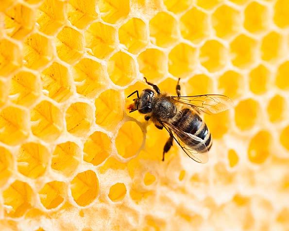 Bees are social insects because different members of the colony have special jobs that help the entire colony.