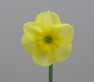 The flowers are slightly smaller than Clarity Gold with rounded greenish-yellow perianth segments with a bowl-shaped cup and a lobed mouth. Yellow Pearl 7 Y-Y Mid-season $15.