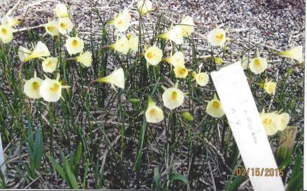 Division 10 Spring Flowering Cultivars Jon's Mini-codiums and More Ianmon 10 W-W Early to Mid-season $15.