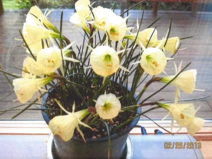 This was one of the first bulbs that I received from David Karnstedt in 2006 when he was growing his bulbs in Oregon.