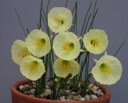 The bright greenish-yellow funnel-shaped cup is widely flared and has a wavy mouth. The flowers open in February and March. Garden Romance 10 W-W Very Early to Early $15.