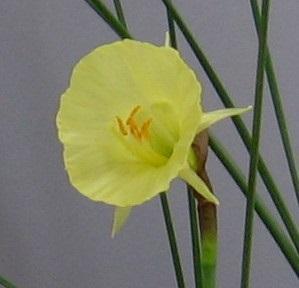 Most of the numbered seedlings have creamy white to yellow with widely flared corona on stems varying from 3 to 6 inches.