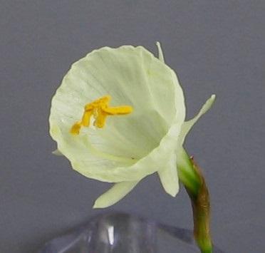 Poplin 10 W-W Very Early $8.00 ADS Miniature. This cultivar is one of the Blanchard's "Fabric Group." The blooms open a pale yellow, turning a greenish-white, and finally a bright creamy-white.
