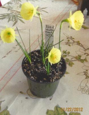 Division 10 Winter and Early Spring Flowering Bulbocodium Cultivars Wiyot 10 Y-Y Early $10.00 This cultivar is the first Nancy Wilson s registered division 10 miniatures.