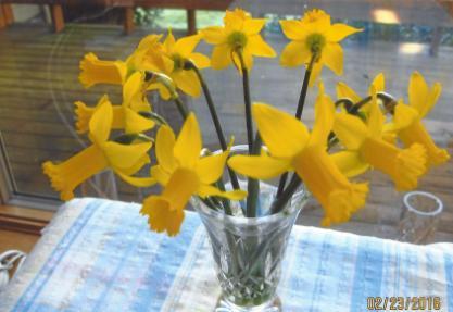 (Introduced in 2014) Small Business 6 Y-Y Early $15.00 A dwarf plant with bright yellow blooms with overlapping petals. Excellent pot plant for winter blooming.