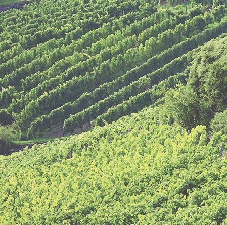 The goal of the VDP classiﬁcation is to enhance the value of Germany s ﬁnest vineyard sites as an integral part of a unique