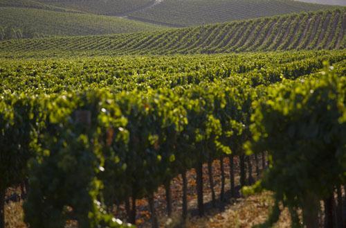Winemaking Grape Varieties Numerous cultivars (varieties) of