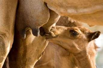 how does camel s milk differ from cow s milk?