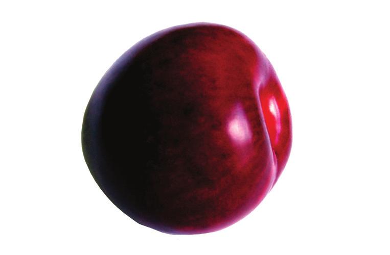 PLUM Plums come in many colors and varieties. Fresh plums are often eaten fresh as snacks and are great raw.