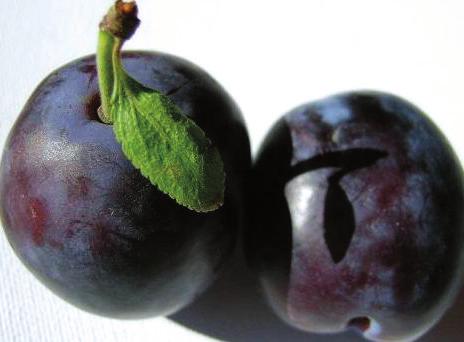 If not, allow it to ripen for a day or more at room temperature, checking for ripeness daily. The plum is also attractive in salad or fresh fruit parfaits.