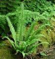 SWORD FERN Polystichum munitum Sword Ferns are native west of the Cascades at low