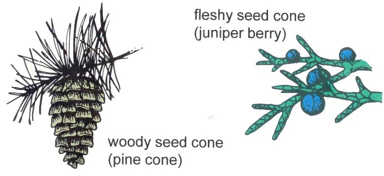 The Cupressaceae family includes members such as juniper and arbrvitae. This family has leaves that are mre scale-like r awl-like (see Figure 2A B) The Taxaceae family is the Yew family.