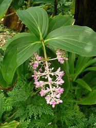 Malaysian Orchid (Medinilla myriantha) Native to the Phillipines semi-epiphytic