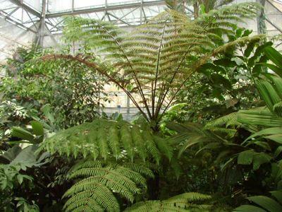 West Indian tree fern (Cyathea arborea) It s an exotic Native to the West Indies