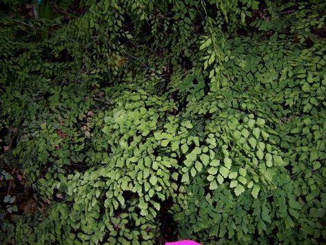 Maidenhair fern (Adiantum capillis-veneris) Used to make drinks and for medicinal