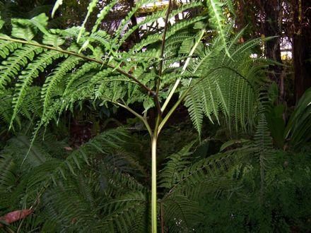 Brake fern (Pteris tripartita) It s an exotic Native to