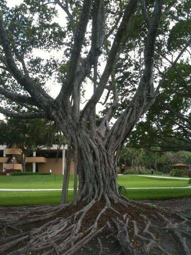 Fig tree (Ficus) Can be either invasive/native Ficus aurea is the native species of Florida = Florida Strangler Fig Grows like a vine on a host tree and as it