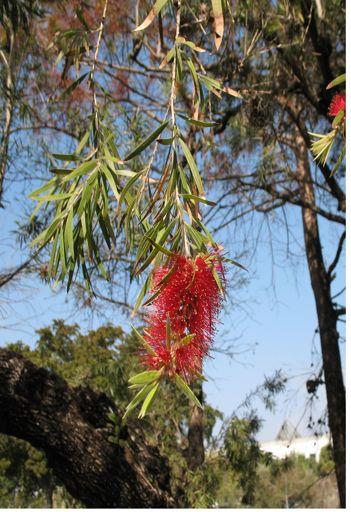 Bottlebrush Tree (Callistemon rigidus) Native to Australia Evergreen Blooms during spring and summer with bright