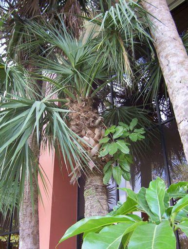 Cabbage palmetto (Sabal palmetto) Florida s state tree Native to the US, Cuba and the Bahamas Can grow in all types of conditions extremely salt-tolerant