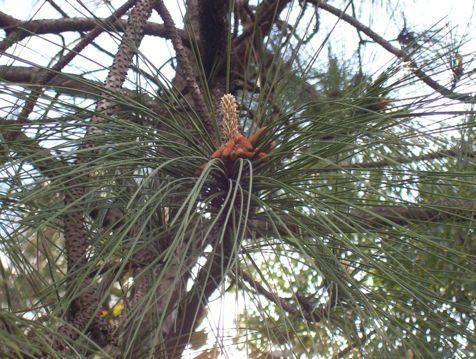 Dade County slash pine (Pinus elliotti var.