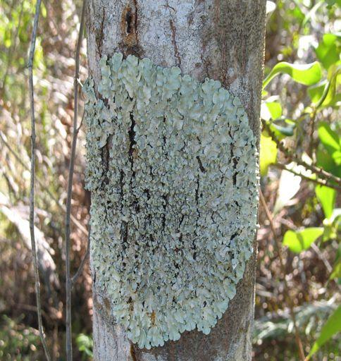 Lichens Lichens - symbiotic associations between what two organisms?