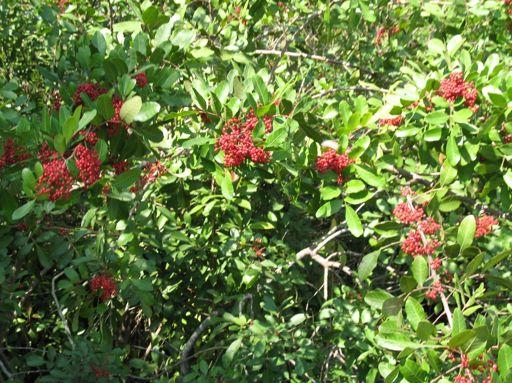 Brazilian pepper(schinus terebinthifolius) ***DON T TOUCH THIS PLANT IF YOU ARE ALLERGIC TO MANGOES, POISON IVY OR POISON OAK*** Invasive species native to Argentina, Paraguay and Brazil introduced