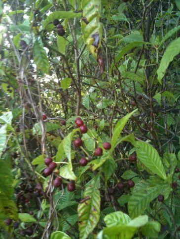 Wild coffee (Psychotria nervosa) Can grow in sun or shade, but doesn t tolerate cold climates Can you see the fruit (red) or flower (white)?