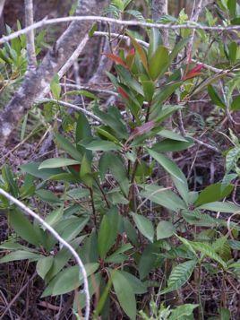 Shoebutton ardesia (Ardisia elliptica) Invasive species from Asia introduced