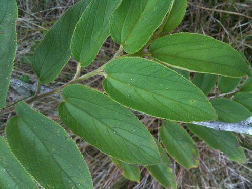 Jamaican nettletree (Trema micrantha) The wood is used to make matches How are the