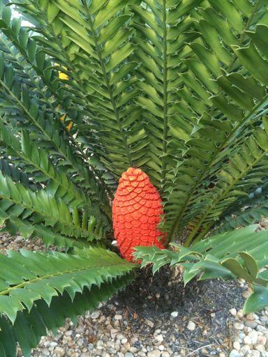 Encephalartos ferox cycad native to Southeast Africa (Mozambique) stems are used as a source of food Dioecious What does