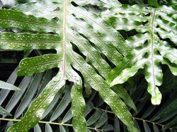 Wart fern (Microsorum scolopendria; in front of OE 165) native to southeast Asia Why is it called
