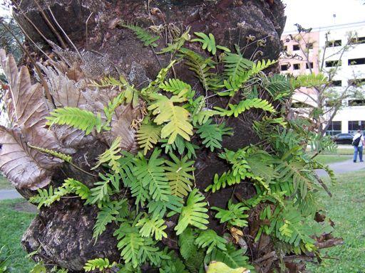Resurrection fern (Polypodium polypodioides) Epiphyte - but what does it