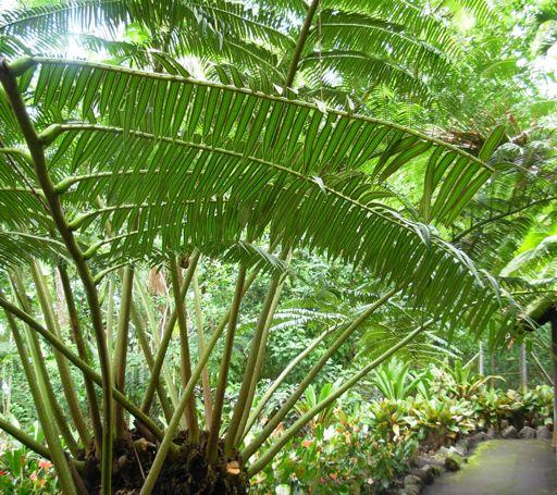 Giant/King Fern (Angiopteris) native to Southeast Asia primitive fern
